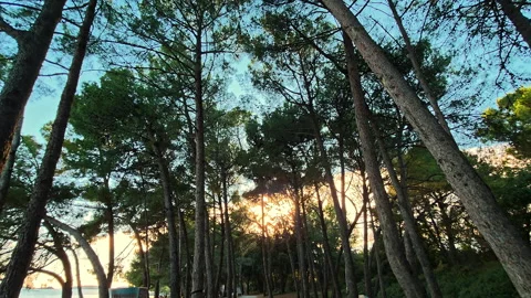 Low-angle view looking up at tall pine trees silhouetted against a bright summer Stock Footage 319490245
