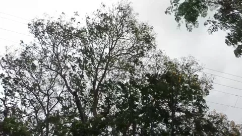 Low angle view looking up at tall trees and branches against an overcast sky. Stock Footage 332500766