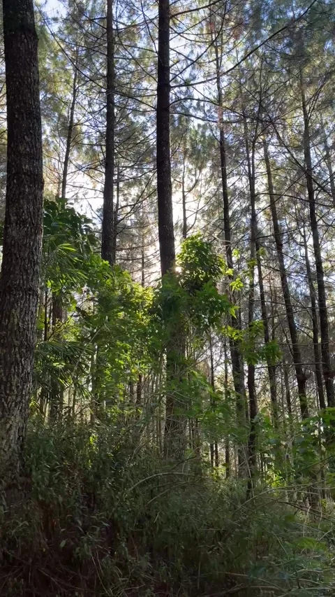 Low angle view looking up at tall pine trees 動画素材 340484842