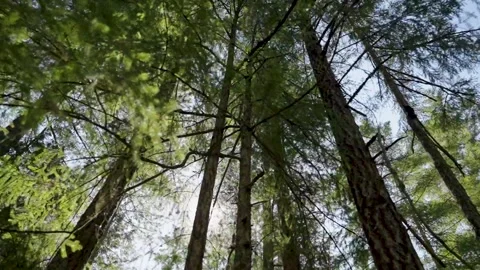 Low-Angle View Looking Up at Tall Coniferous Canopy on Vancouver Island Stock Footage 341435579