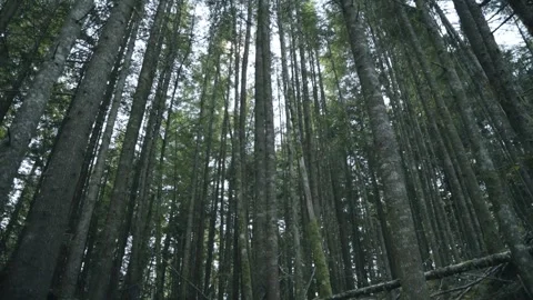 Low-Angle View Looking Up at Tall Coniferous Trees in Vancouver Island Forest Stock Footage 341435681