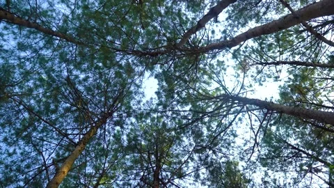 Low angle view looking up at tall pine tree canopy in dense forest Stock Footage 341943003