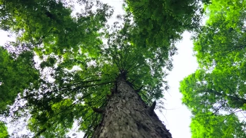 Low angle view looking up at tall green Metasequoia trees in summer forest Stock Footage 341998208