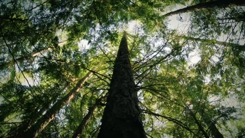 Low angle view looking up at tall evergreen trees in a dense forest Stock Footage 342327703