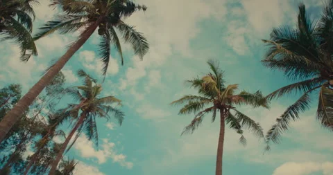 Low angle view looking up at tall tropical palm trees swaying against a clear Stock Footage 342469480