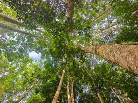 Low angle view looking up at tall forest tree trunks Stock Photos