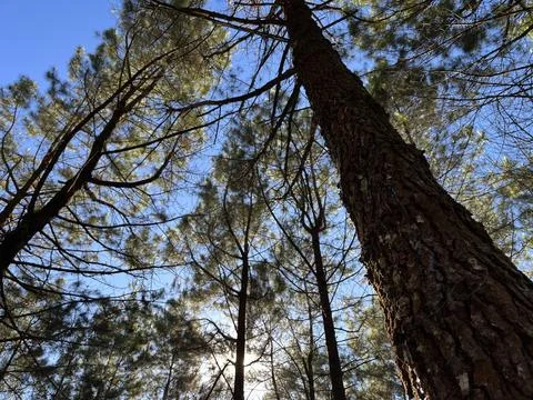 Low angle view looking up at tall pine trees Stock Photos