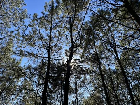 Low angle view looking up at tall pine trees Stock Photos