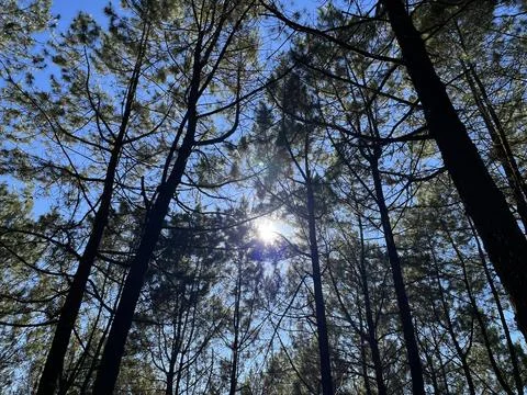 Low angle view looking up at tall pine trees Stock Photos