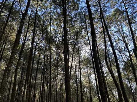 Low angle view looking up at tall pine trees Stock Photos