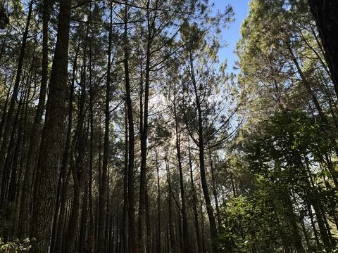 Low angle view looking up at tall pine trees Stock Photos