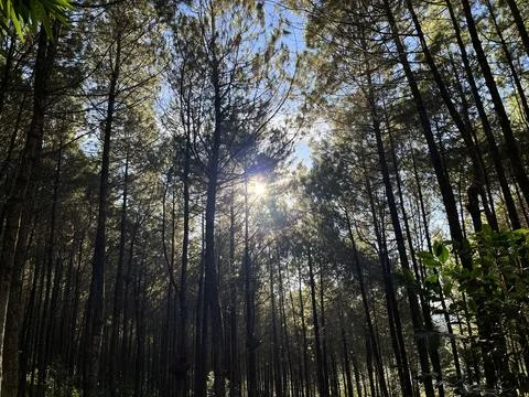 Low angle view looking up at tall pine trees Stock Photos