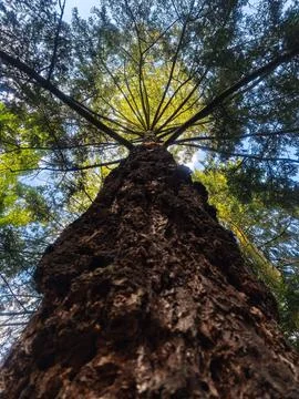 Low Angle View Looking Up a Tall Coniferous Tree Stock Photos