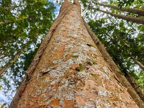 Low Angle View Looking Up a Tall Rainforest Tree Trunk with Textured Bark Stock Photos