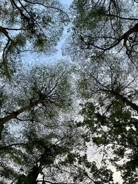Low-Angle View Looking Up at Tall Tree Canopies and Clear Blue Sky in a Forest Fotos de archivo