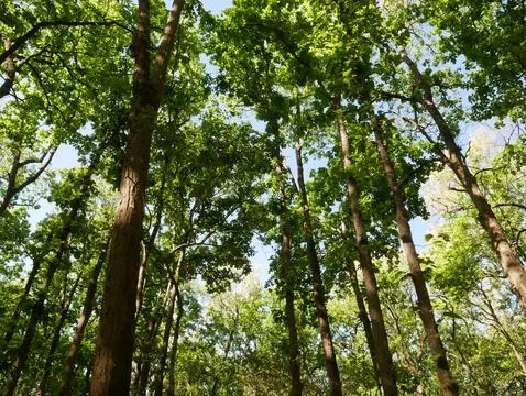 Low angle view looking up at tall green trees canopy Stock Photos