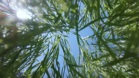 Low-angle view looking up through vivid green Poaceae grass at bright blue sky Stock Footage 336405221