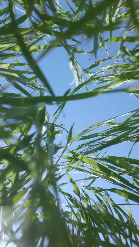 Low-angle view looking up through vivid green Poaceae grass at bright blue sky Stock Footage 338134094