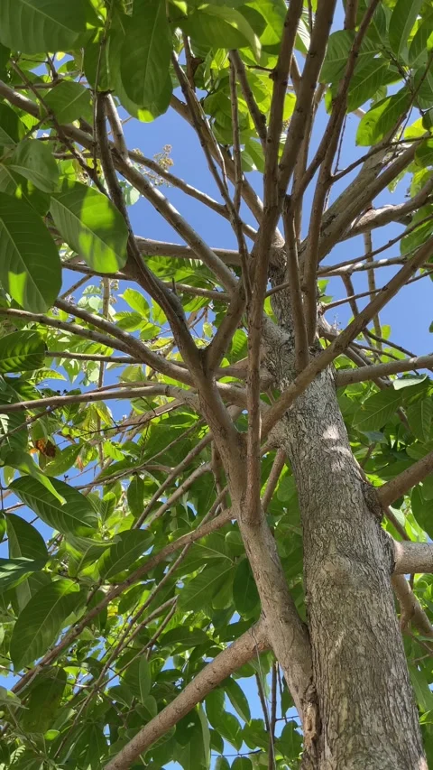 Low angle view looking up through towering trees and lush green forest canopy un Vídeos de archivo 341302612