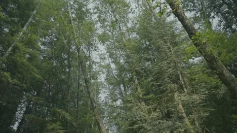 Low-Angle View Looking Up Through Dense Rainforest Canopy on Vancouver Island Stock Footage 341435639