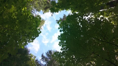 Low Angle View Looking Up Through Lush Forest Canopy into Blue Sky Stock Footage 346491802