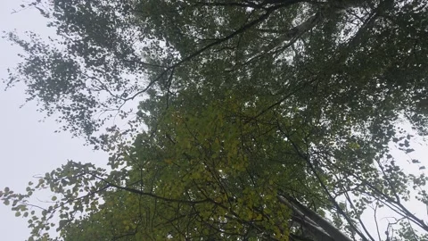 Low Angle View Looking Up Through Dark Green Forest Canopy Stockbeeldmateriaal 348025756