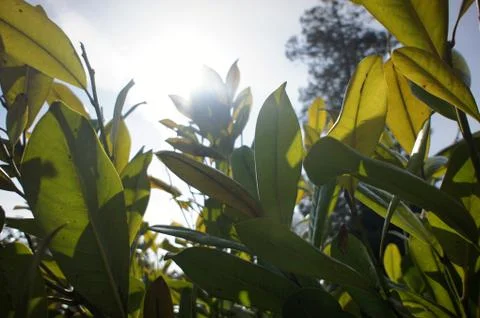 A low angle view looking up through rhododendron plants Stock Photos