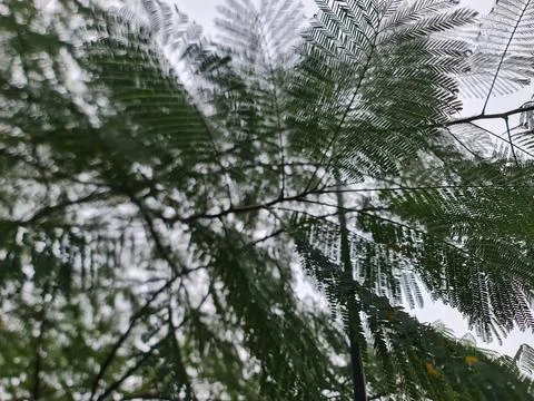 Low Angle View Looking Up Through Lush Green Fern Tree Canopy Against Stock Photos