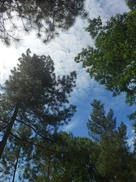 Low Angle View Looking Up Through Tall Pine and Tropical Trees Toward Blue Sky w Stock Photos