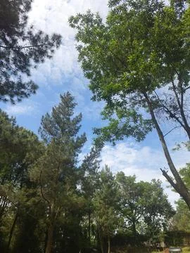 Low Angle View Looking Up Through Tall Pine and Tropical Trees Toward Blue Sky w Stock Photos