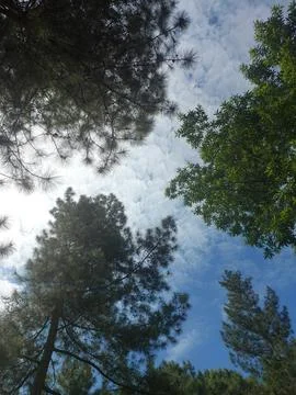 Low Angle View Looking Up Through Tall Pine and Tropical Trees Toward Blue Sky w Stock Photos