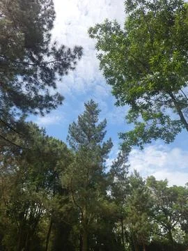 Low Angle View Looking Up Through Tall Pine and Tropical Trees Toward Blue Sky w Stock Photos