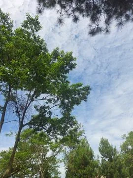 Low Angle View Looking Up Through Tall Pine and Tropical Trees Toward Blue Sky w Stock Photos