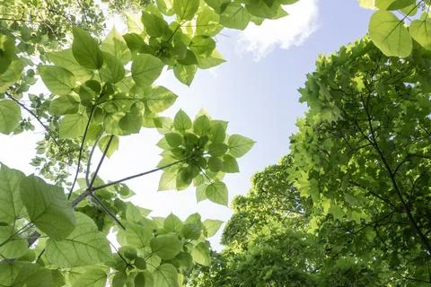 Low angle view looking up through vibrant fresh green leaves of spring tree.. Stockfoto's