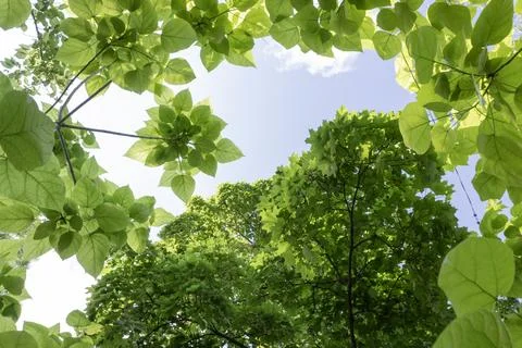 Low angle view looking up through vibrant fresh green leaves of spring tree.. 库存照片