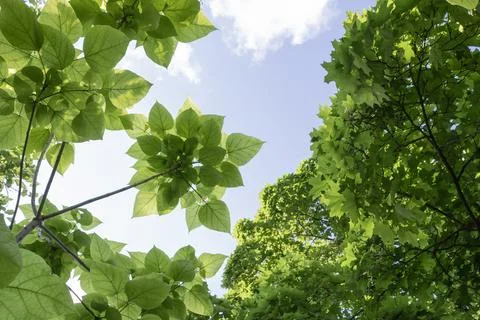 Low angle view looking up through vibrant fresh green leaves of spring tree.. Foto stock
