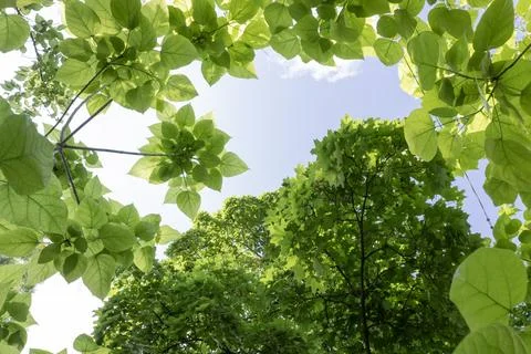 Low angle view looking up through vibrant fresh green leaves of spring tree.. 库存照片