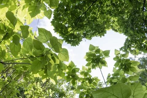 Low angle view looking up through vibrant fresh green leaves of spring tree.. 库存照片