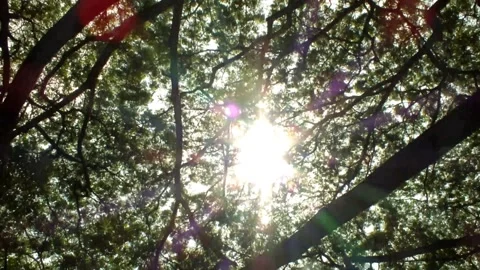 Low angle view looking up at the tree in the wind Stock Footage 288209602