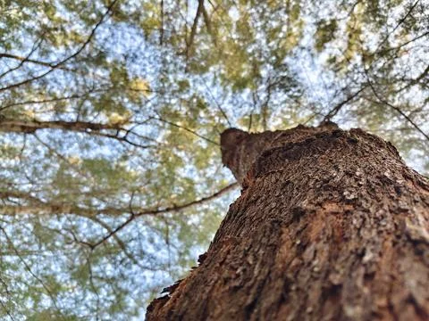 Low angle view looking up a tree trunk with rough bark texture towards Stock Photos