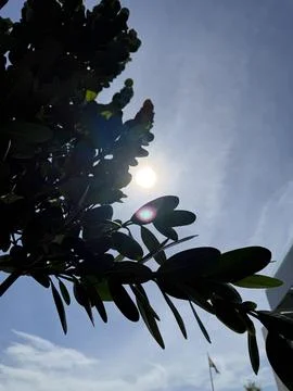 A low-angle view looking up at tropical tree branches and leaves silhouetted  Stock Photos