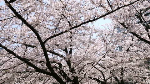 Low angle view looking upwards at a cherry tree in full bloom. Stock Footage 61629967