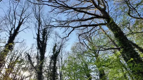 Low-angle view looking up into a vibrant forest canopy. Vídeos de archivo 333202619