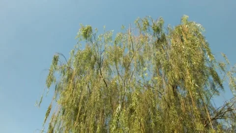 Low angle view, looking up at a view of lush foliage trees. Stock Footage 294176679