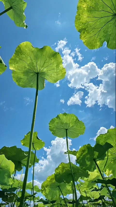 Low Angle View of Lotus Leaves Against Blue Sky 库存影片 341629573