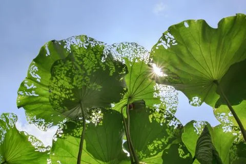 Low angle view of lotus under sunshine Stock Photos