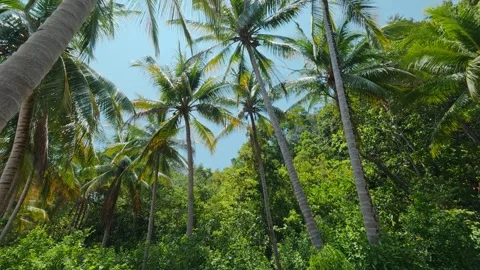 Low angle view of lush coconut palm trees forest Stock Footage 345728683