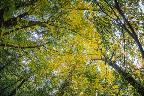 Low-angle view of a lush forest canopy, dominated by green foliage with poten Stock Photos