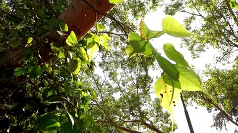 Low Angle View of Lush Green Foliage Under Bright Sunlight 스톡 동영상 310650227