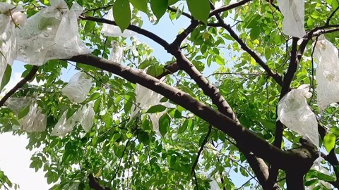 Low Angle View of Lush Green Starfruit Tree with Fresh Fruits in Morning Orchard Stock Footage 320339871